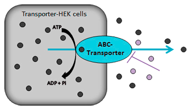 Efflux transporter assay for MDR1 and MRP2-HEK cells