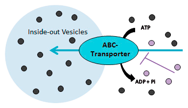 Vesicle-based transporter assay for BCRP and BSEP