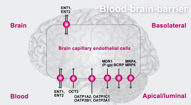 Blood-Brain-Barrier